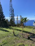 Peaceful farm stay on the hills of West Hawaii overlooking the pacific ocean! 카우 포레스트 리저브 주변 호텔