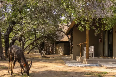 Bushbaby River Lodge