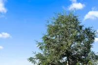 Redwoods Serenity Cottage Modesto