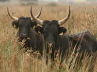Cozy Apartment by the Sea