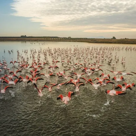 Evita Flamingo