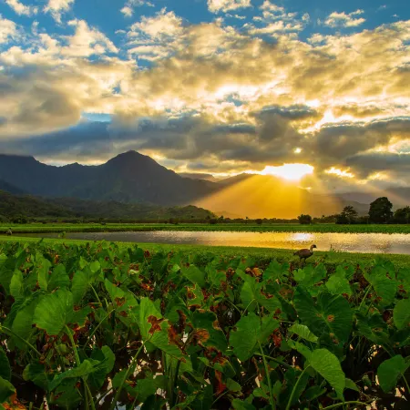 Hale Kanani (Kaua'i) TVNC 1342