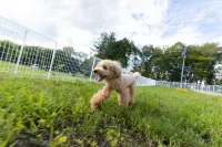 NAGI dog glamping ena - 2 stjerner