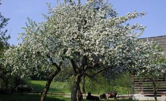 Farm Stay Rotovnik - Plesnik