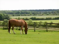 The Cook and Barker Inn