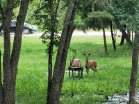 Deer Trail Cabin sleeps 6 people