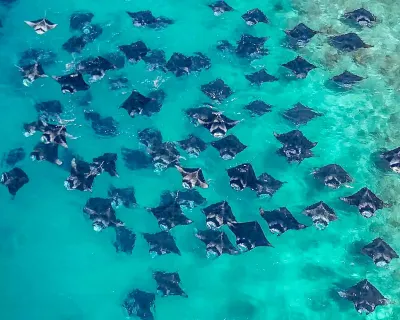 Turtle Inn Dharavandhoo
