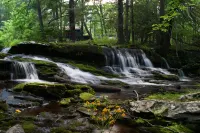 Remote Waterfall Cabin at Swiftwater Acres