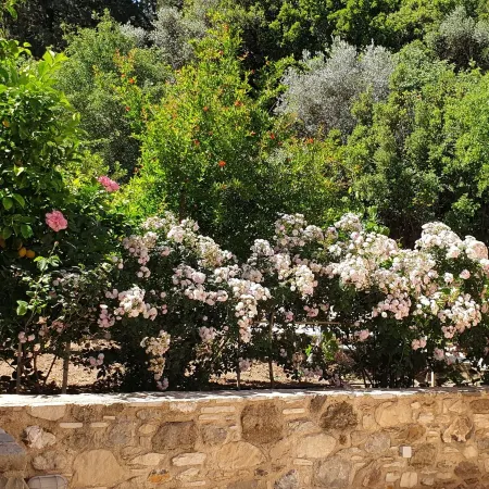 Chaihoutes Stone House into Olive Farm in Zia