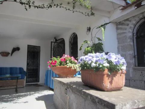 Amaca in a Green Garden