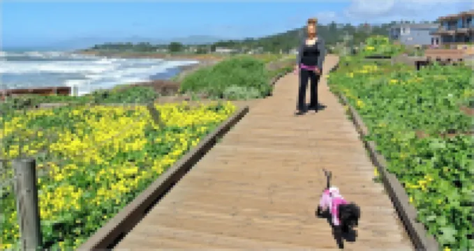 Wine Down Cottage in the Heart of Cambria