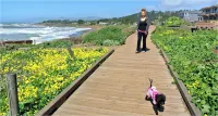 Wine Down Cottage in the Heart of Cambria