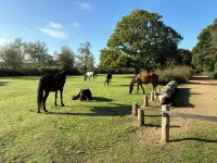 Beautiful holiday home on the outskirts of the New Forest.