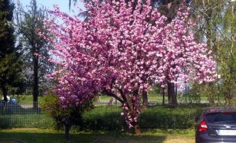 a large tree with pink flowers in full bloom , standing next to a car parked nearby at Hotel Forum