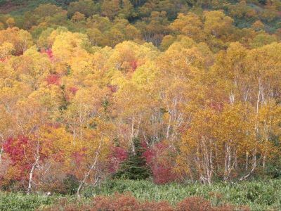 ホテル周辺 白馬ハイランドホテルの写真