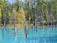 ​Relais de biei Hanazono Hoteles cerca de Parent and Kid Tree