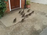 Amber Cottage 3 Bed , In Snettisham, North Norfolk  dogs welcome