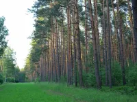 Forest Getaway in Berlin - 2-Sterne