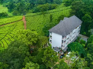 Tea Harvester