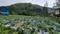 Arum Bromo Villas