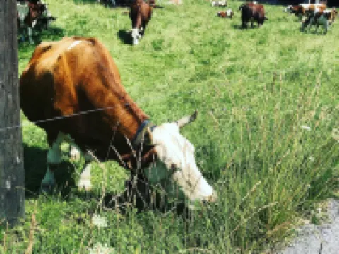 Le Floralp Hotels in Combloux