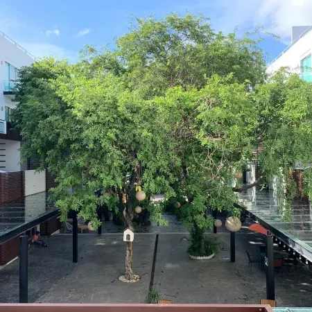 San Pedro Hotel, 5ta Avenida