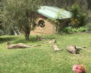 Cosy mud brick  cottage in a serene bush setting, near Tathra.
