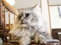 Tsugaike Kogen Guest House Chatelet Yamabiko