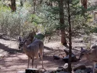 Escape to Cool Twin Pines!