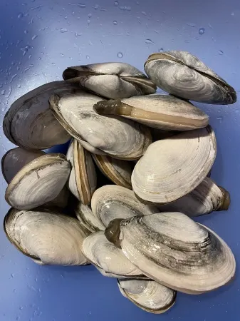 Chatham Cape Cod Retreat, near boat yards, Harding's Beach, Stage Harbor Light