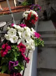 جولدن بد آند بريكفاست