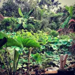 Sattva Land Hotels in Dangriga