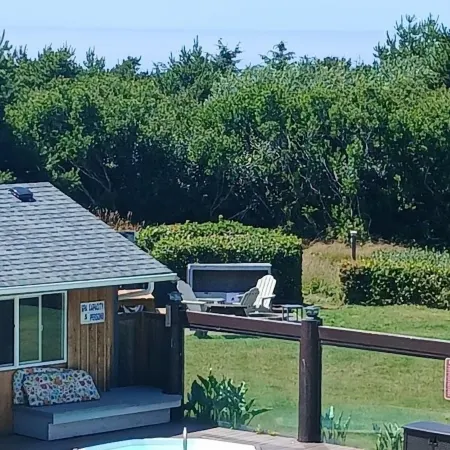 Grey Gull