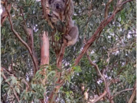 Jolly Knight Motel Hoteles en Casula