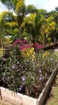 Nice little cottage oasis on a tropical fruit orchard consisting of many fruits.