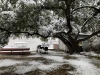 Always Home In Texas Cabin with  WiFi, and plenty of yard.