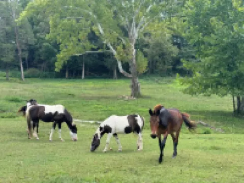 New Charming 2-bedroom house in enjoyable New Haven, 6 Miles from Bardstown!