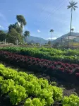 Bosques de Cocora Donde Juan B