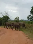 大象野生動物園旅館 - 2 星級