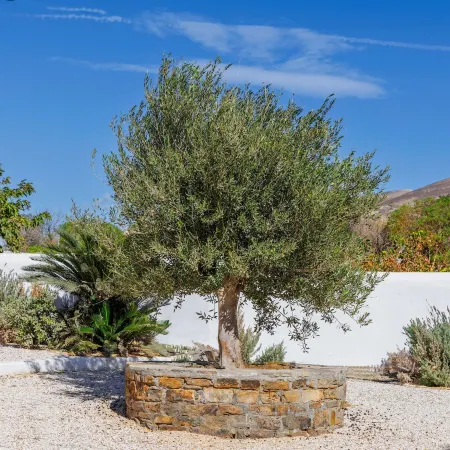 Thalassa Naxos Отели рядом с достопримечательностью «Пляж Агиасос»