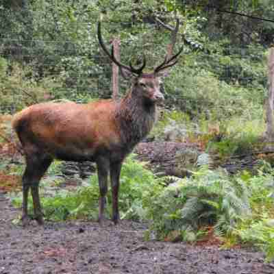 Cabane des cerfs Others