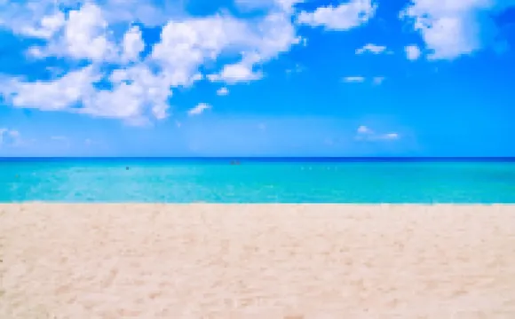 ザ イエロー バード