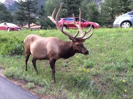 One Bedroom Condo, Walking Distance to Estes Park, River View from Deck. 1 Condo Отели рядом с достопримечательностью «оз. Спраг»