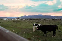 MiLu