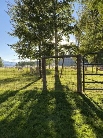 Alpaca My Bags & Alpaca Experience! Отели рядом с Rifle