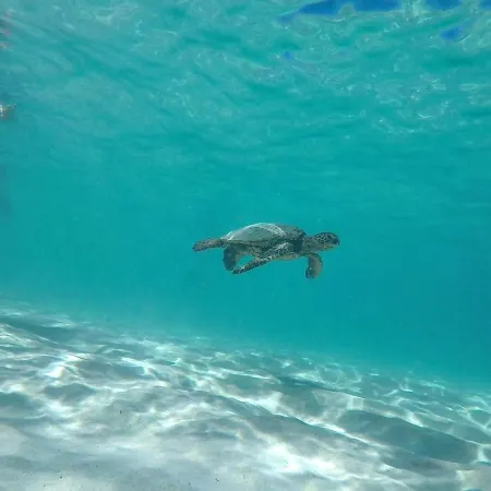 Charming Condo Hotel in lovely Beach front Kailua-Kona with AC, WiFi Отели рядом с достопримечательностью «Маниниауоли Бич»