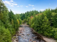 The River Pines