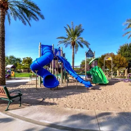 Palmen Maricopa