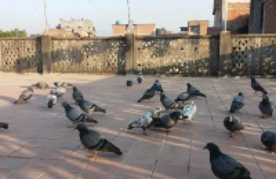 Mahamanjushree Homestay