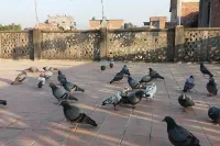 Mahamanjushree Homestay Hotels in Anantalingeshwar